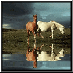 cheval_53.gif