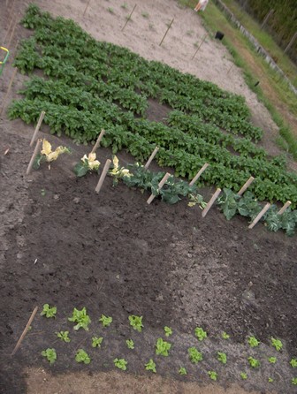 potager.jpg